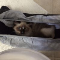 Arista Settled In E1495929809429 200x200