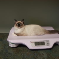 Arista Weighing In 1 200x200
