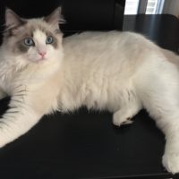 Gabriel2 200x200