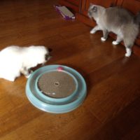 Puddy And Bunny 200x200