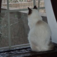 Puddy And Bunny 4 200x200