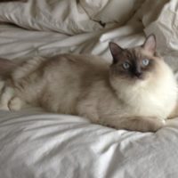 Rookie Rooks Bed 200x200