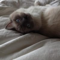 Rookie Rooks Silly 200x200