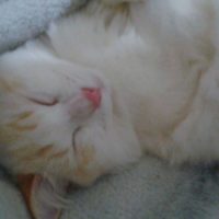 Sebastian2 200x200