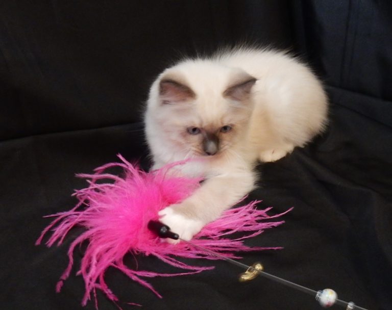 Wonder Woman A 768x608