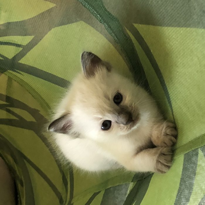 Blue Point ragdoll