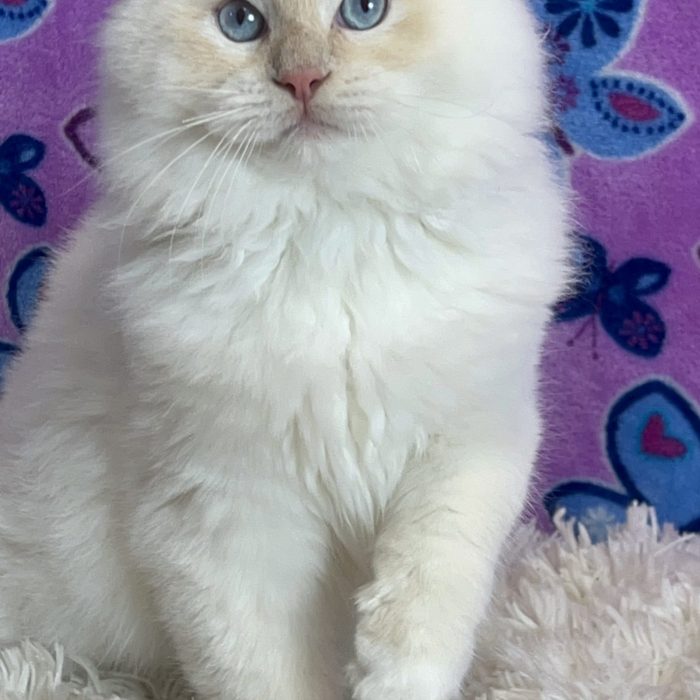 Garfield 0 DOTTIE 2022