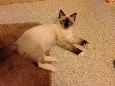 Alex2 E1496003083821 400x300