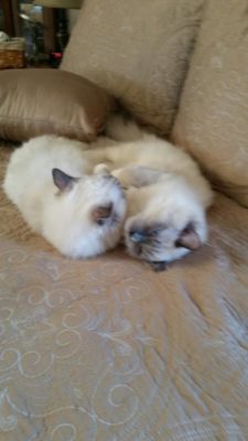 Thunder LIght 225x400