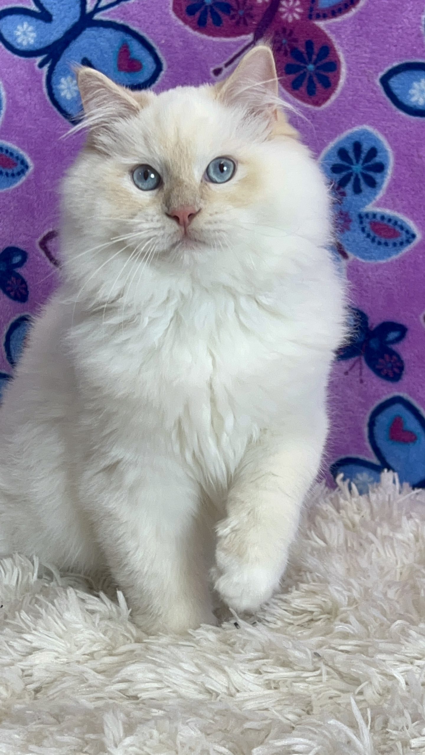 Garfield 0 DOTTIE 2022