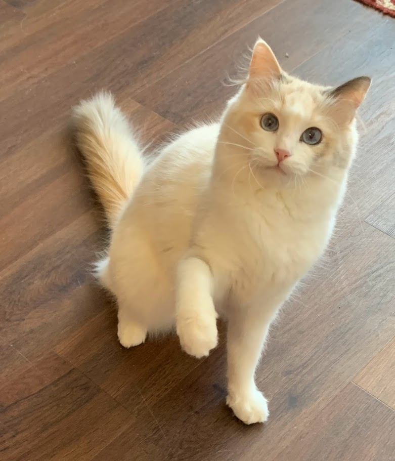 krystalblue rags barbie 2