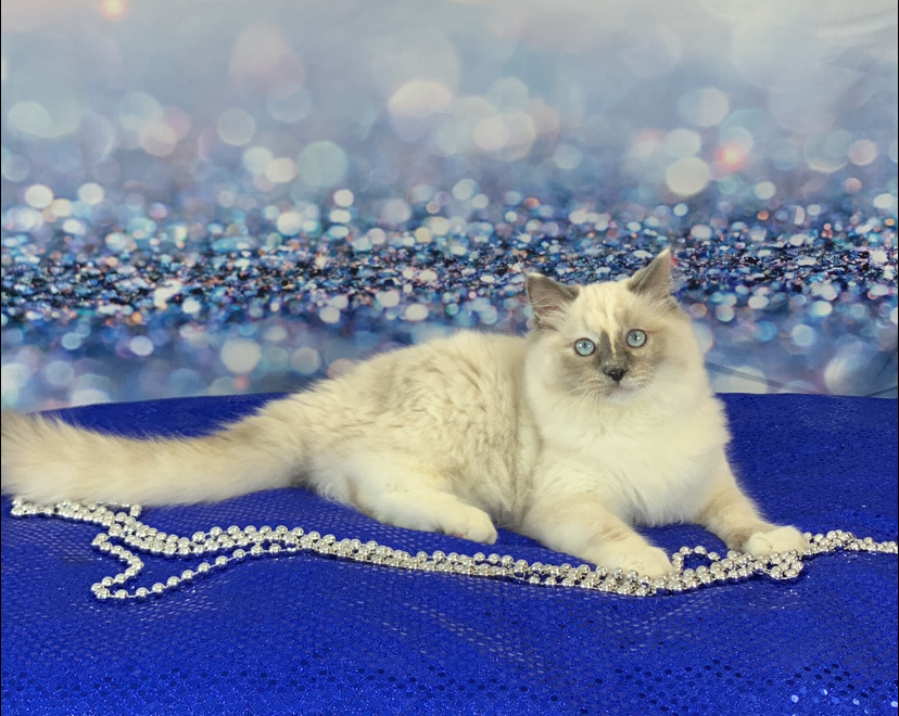 krystalblue rags iron butterfly 2