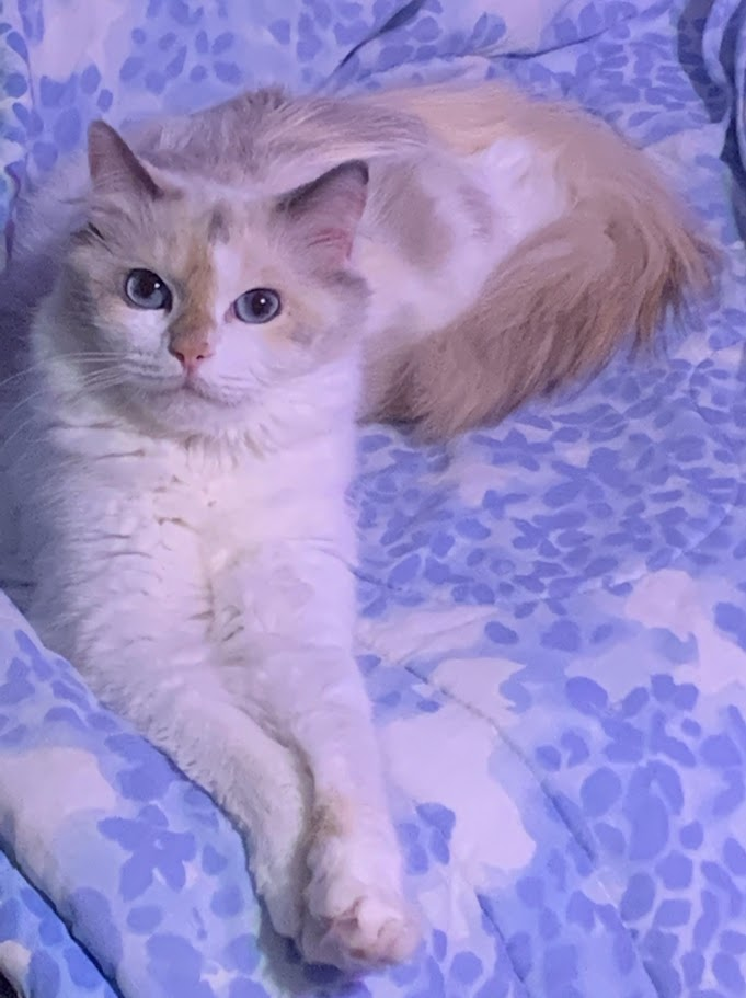 krystalblue rags la de da de 2