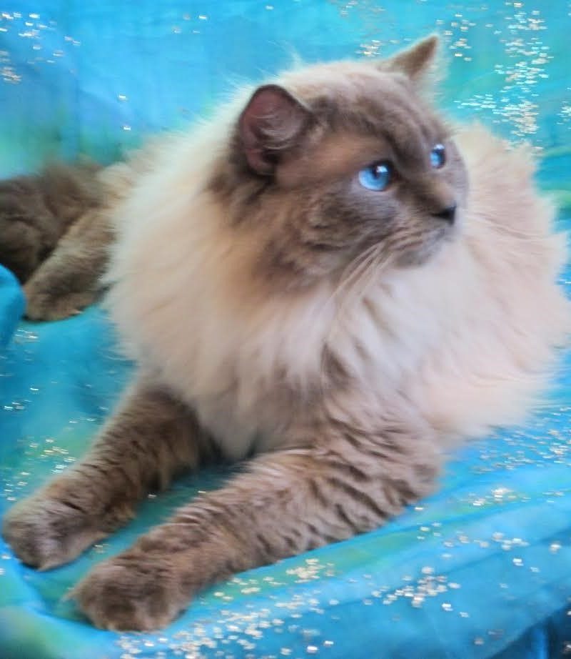 Home - KrystalBlue Ragdolls Breeder Texas